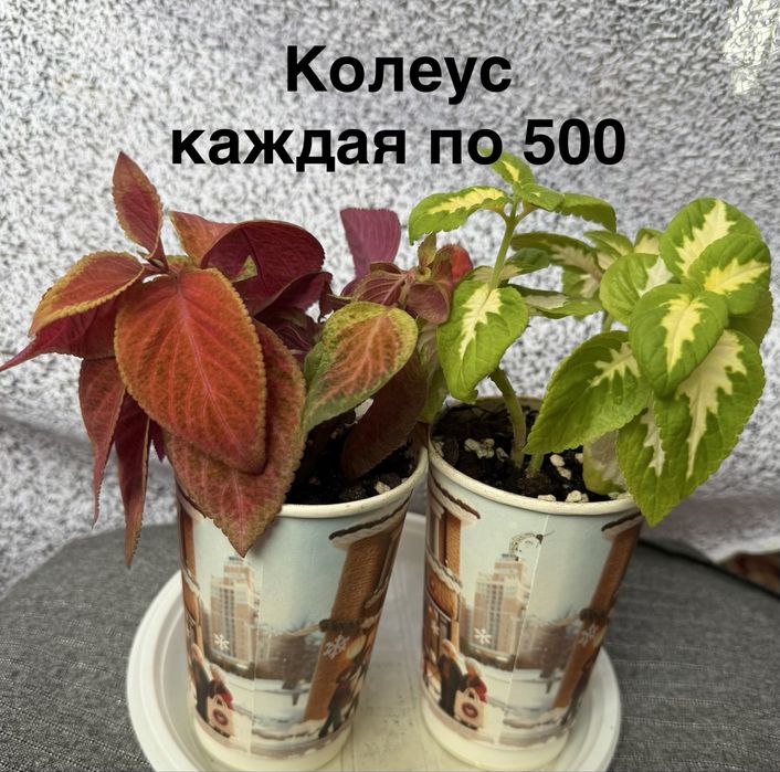 Комнатные цветы от 500 тенге