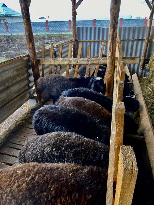 Қошқарлар сатылады