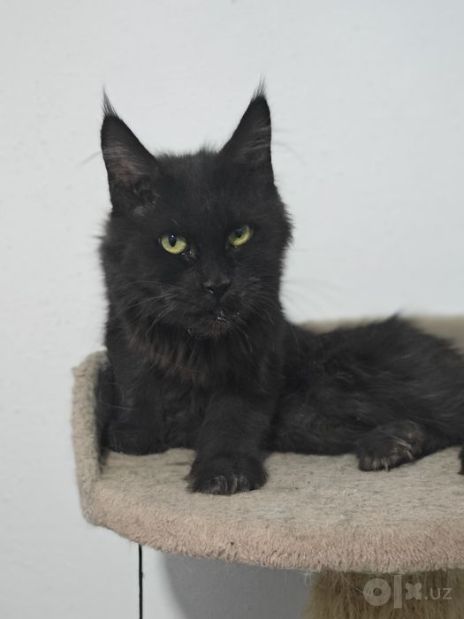 Main coon sotiladi qiz