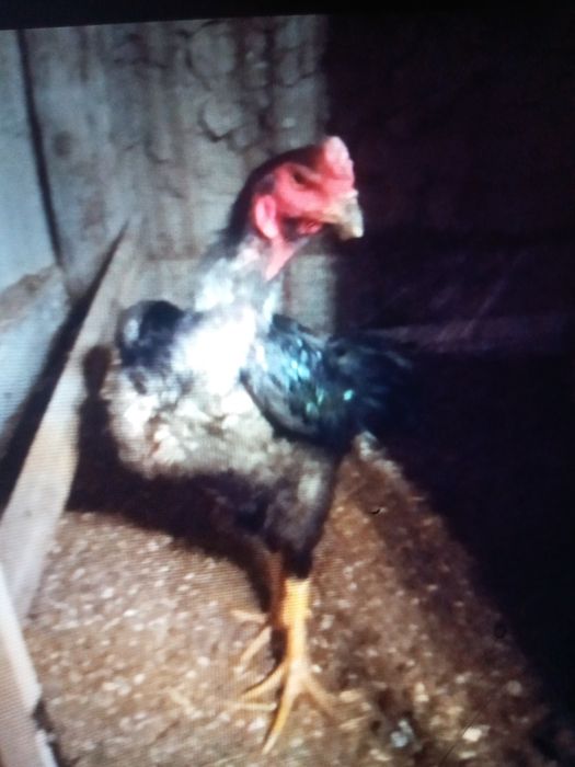 Продам шипунов самки город тараз