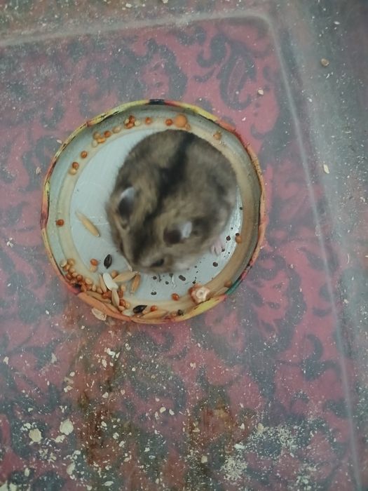 Хомечки джунгарики