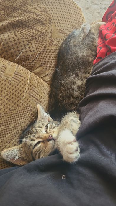 Ищу новый дом котенку