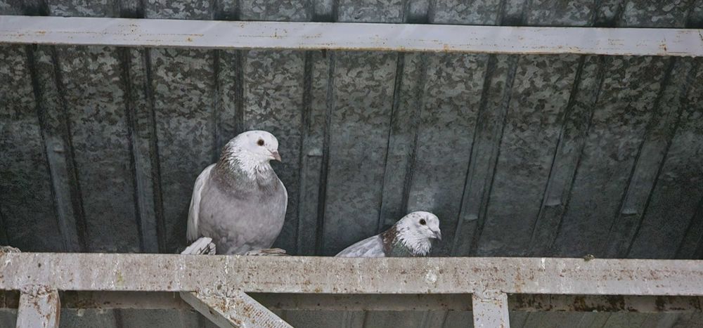 Голуби породистые