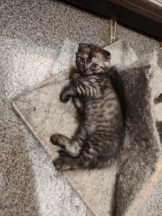 Шотландская вислоухая кошечка