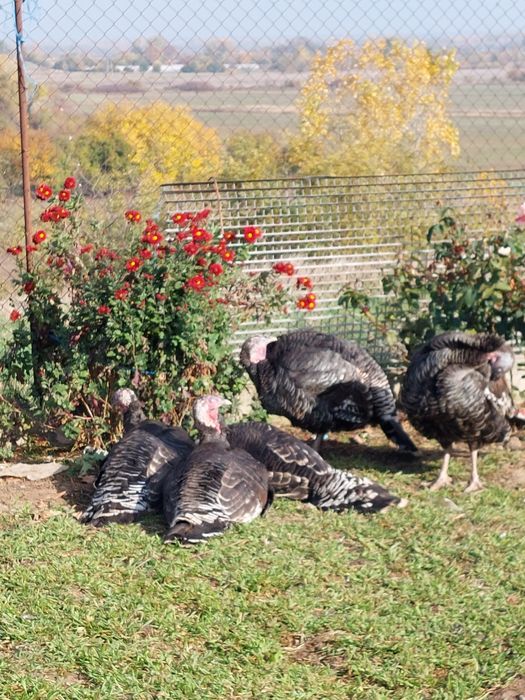 Curci și curcani de vânzare