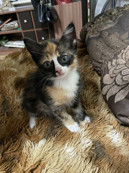 отдам маленьких котят