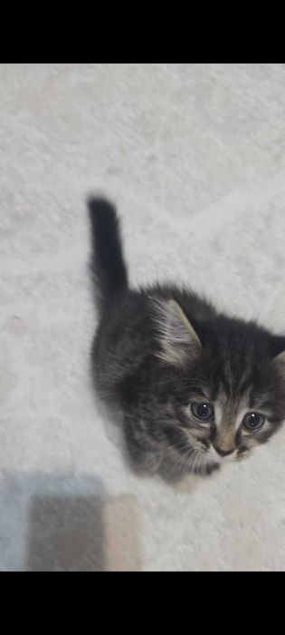 Продам котят срочно.