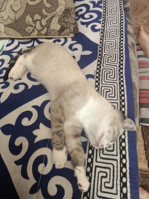 Кошка 6 месяцев кошка безбет