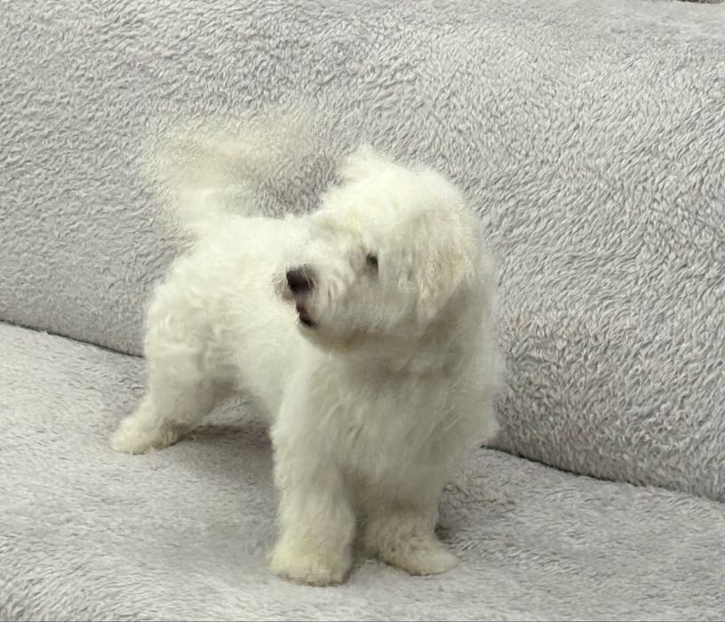 Bichon fetița maltez pedigree 6-7luni