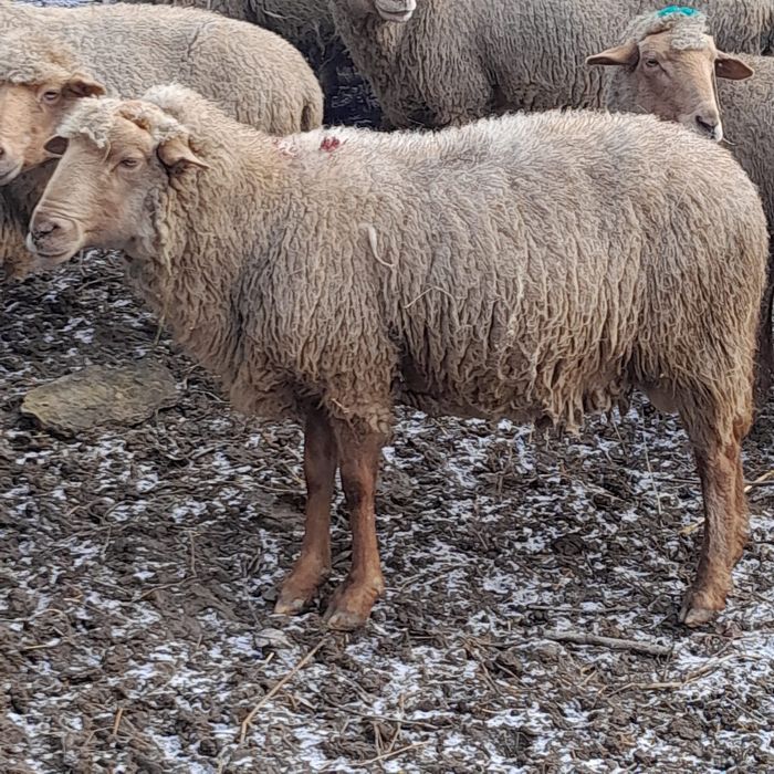 Vând 1 berbeci ciuti rasa tigae Roșie 800 lei bucata