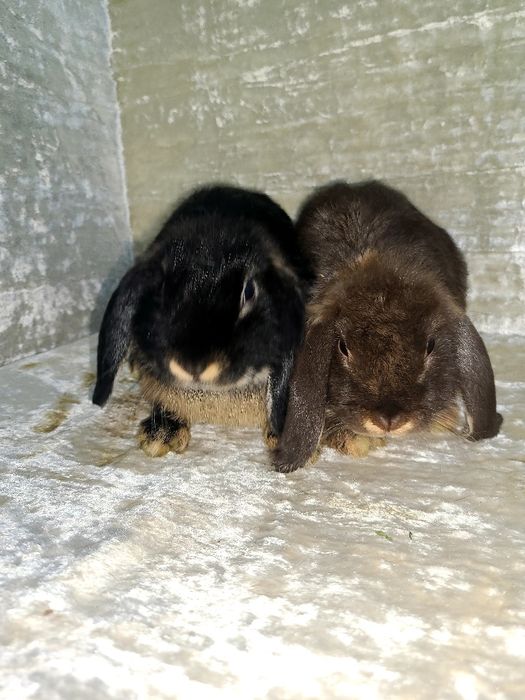 Karlik quyon bolalari sotiladi