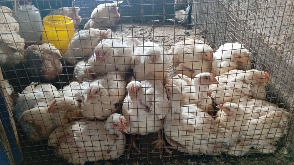 Цыплёнок срочно сатылады