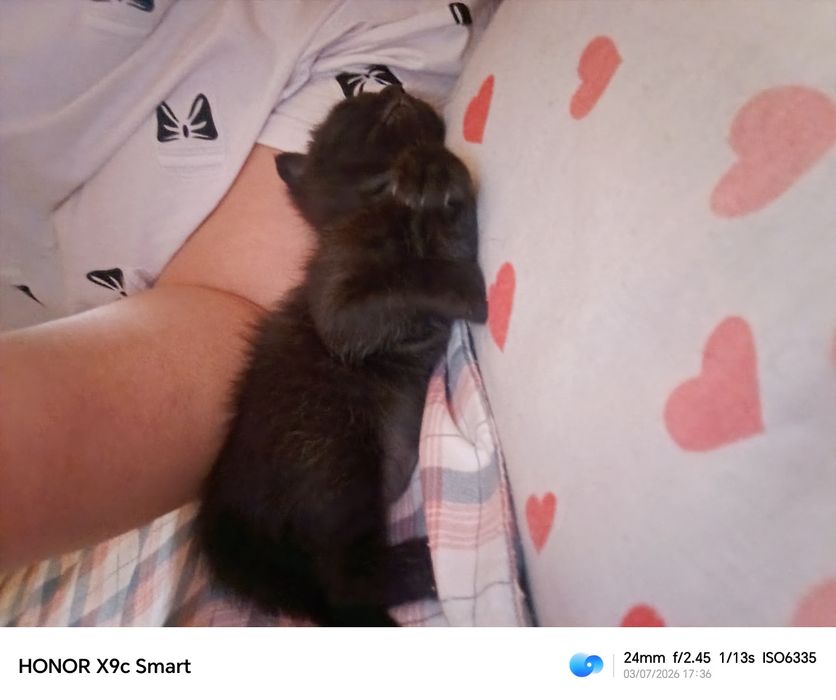 Котята Бесплатно! Mushuklar Bepulga!