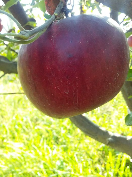 ОЛМА Кучатлари сортига сертификат турига дакументални кафолат берилади