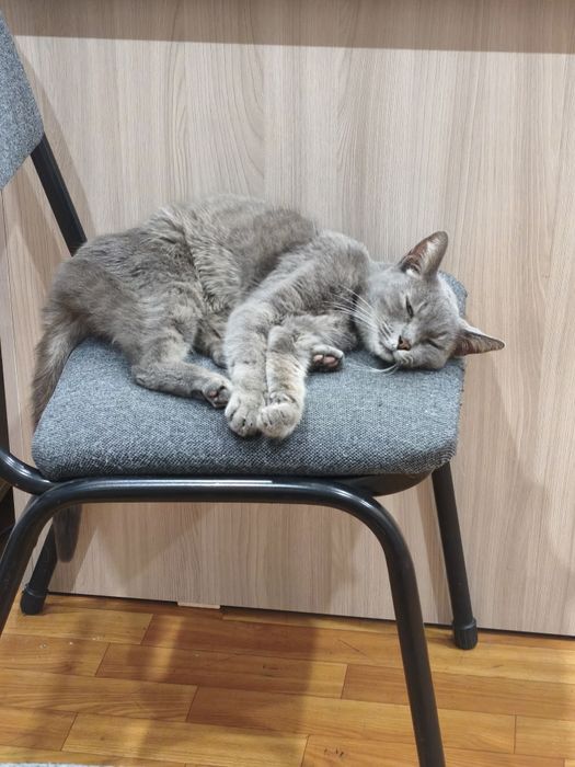 Отдам кошку в добрые руки