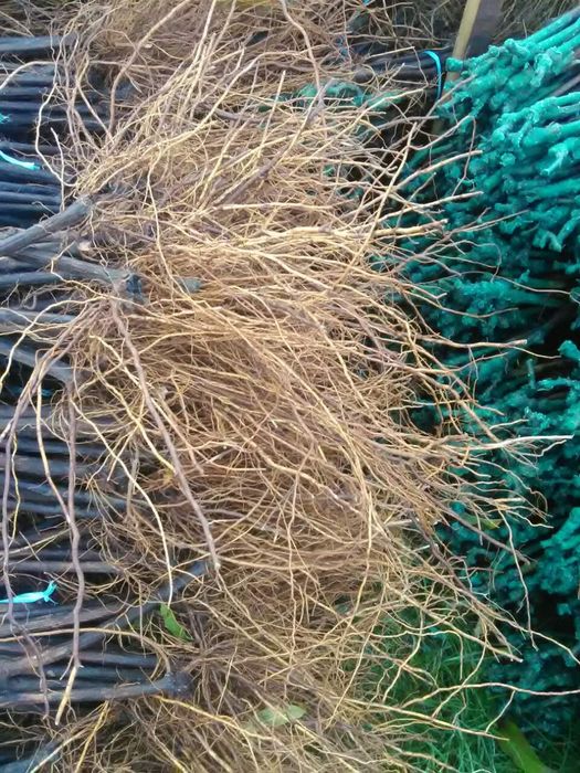 Лозoв и овощен сертифициран посадачен материал