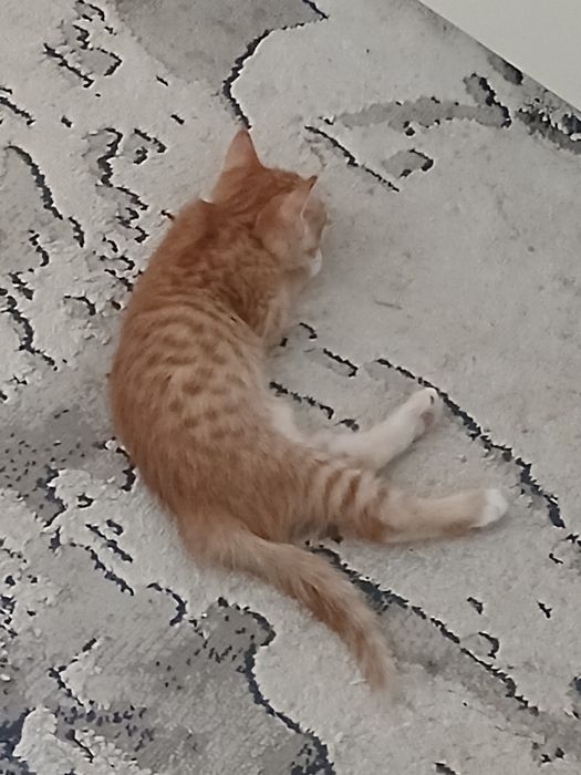 Отдам котят их 3 штуки все мальчки в один цвет