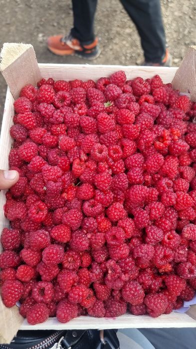 Малина Сорт Полана оригинал