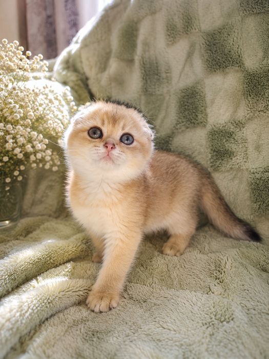 Шотландские котята золотая шиншилла