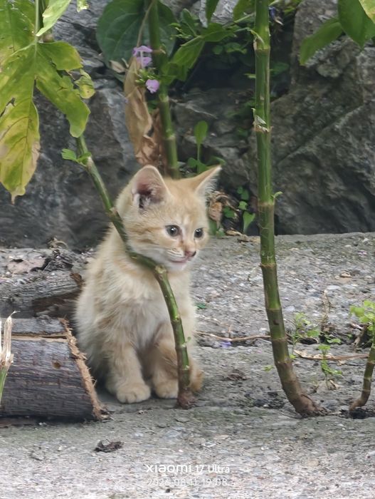 Много котят в хорошие руки.
