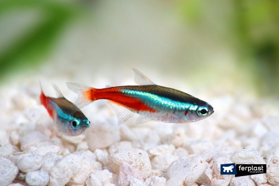 Рыбки аквариумные