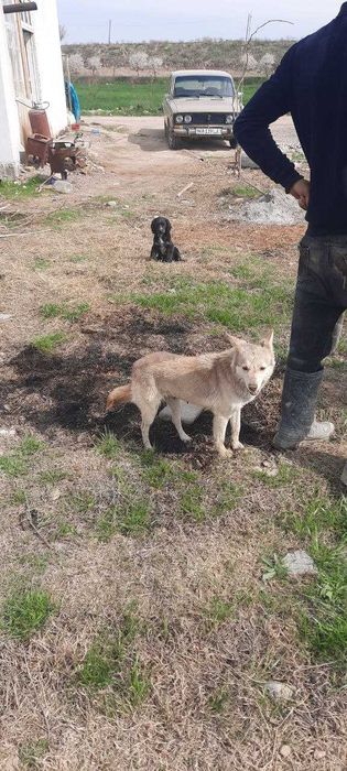 Срочно сотилади собака