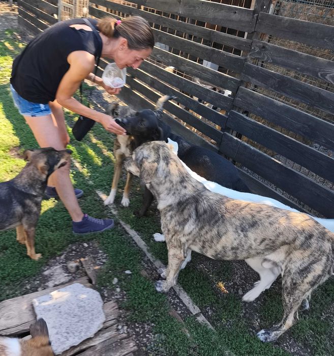 ТАЙГЪР търси дом