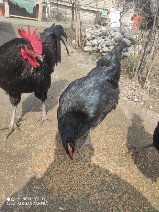 Qora shahzoda. Tuxum