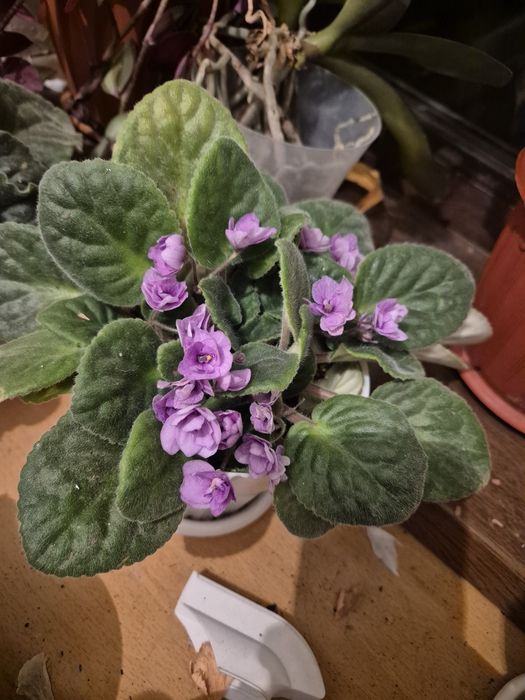 Продам фиалки разные