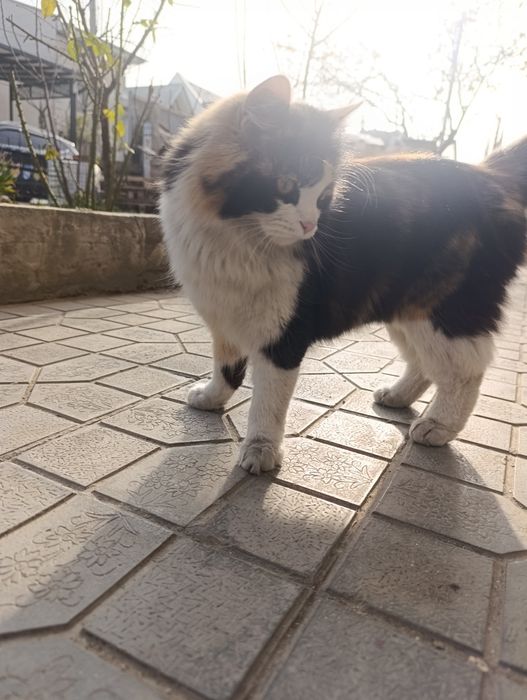 Отдам кота в хорошие руки