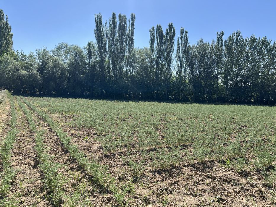 Yer uchaska hovli mol boqishqa sharoyit bor