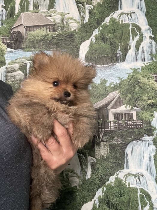 Щенки померанского шпица