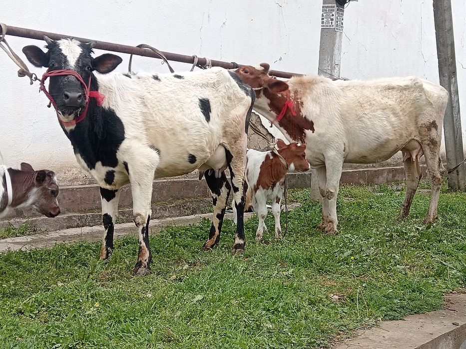 Ona bola bolasi smintal