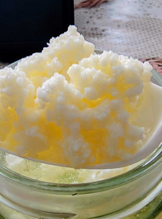 Ciuperca kefir tibetana ciuperca lapte apa kombucha