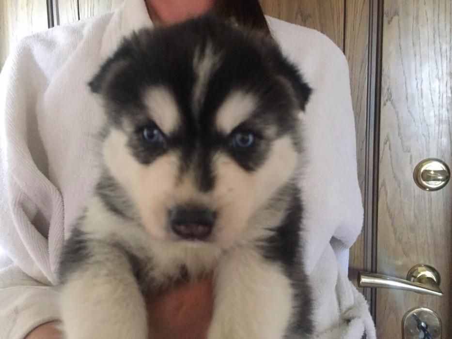 голубоглазые мальчики хаски