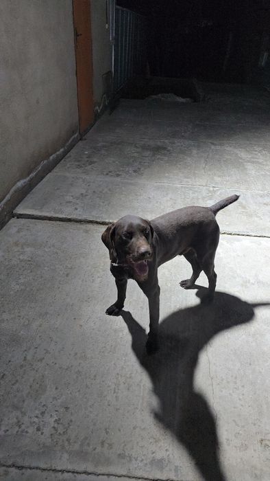 Дратхаар кабель 2 года