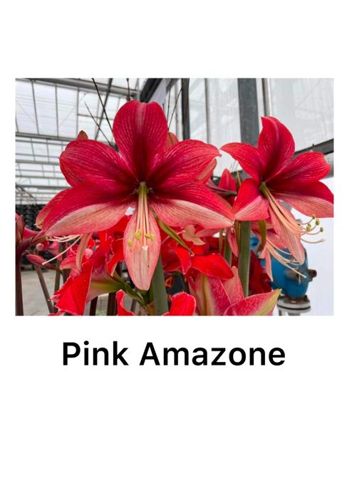 Амариллис Гипераструм РАСПРОДАЖА