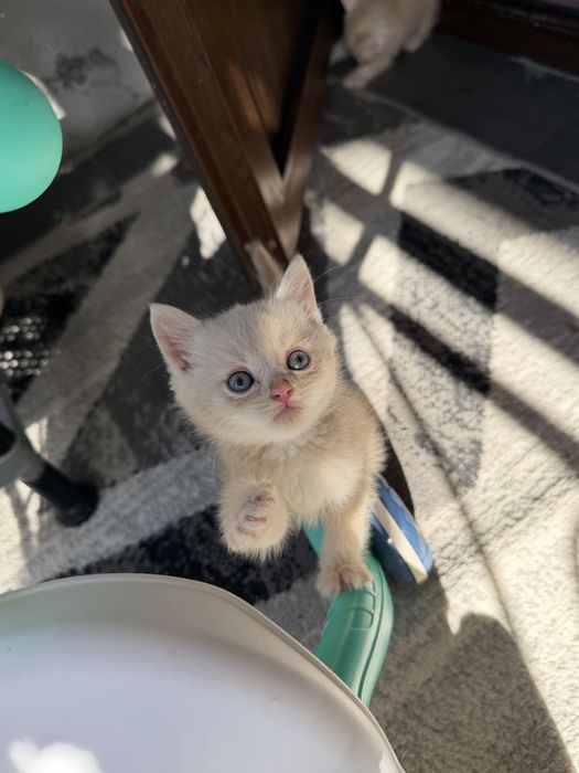 Котята породистые шиншилы