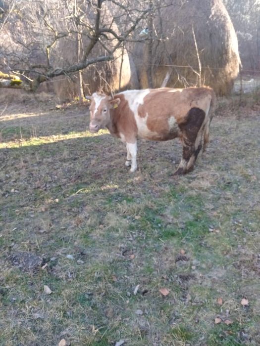 De vânzare doua vaci