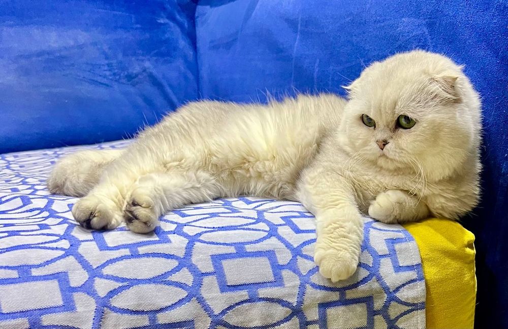 Вязка кот на вязку