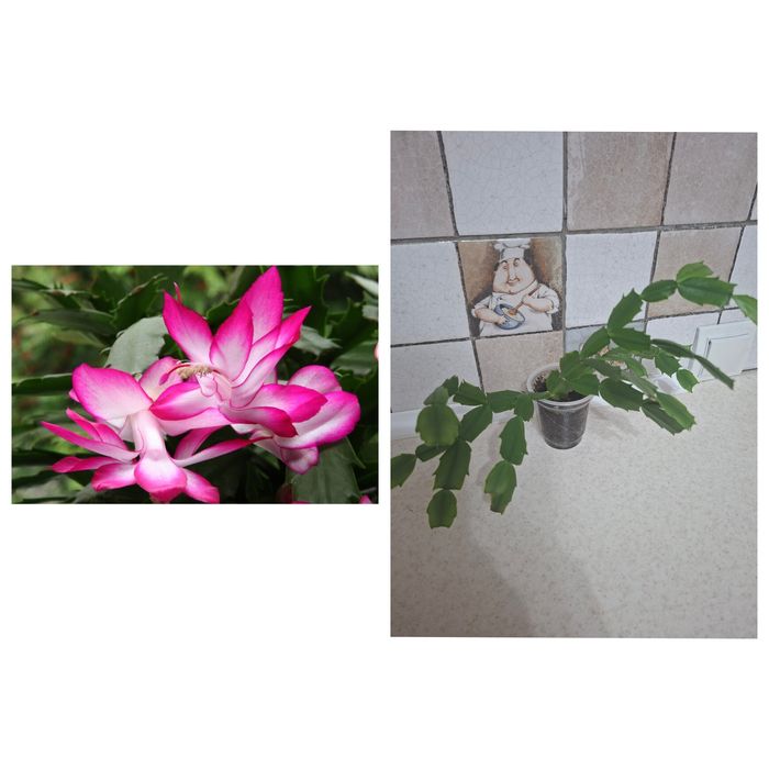 Продам комнатные цветы