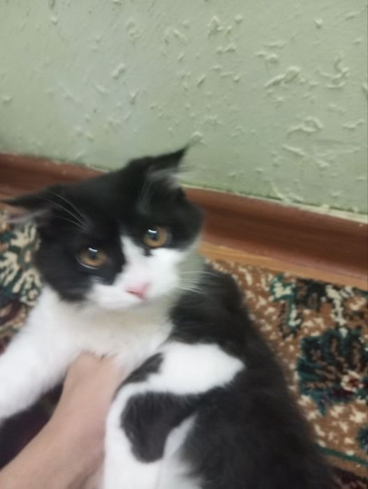 Срочно вислоухий котик  в хорошие руки  черный Белый