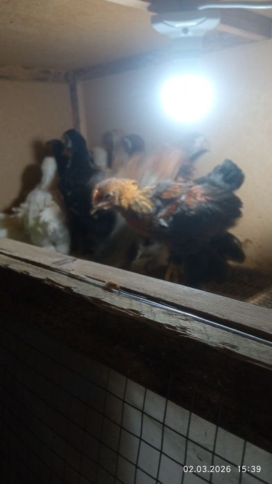 Продаются цыплята брама 40 дневные