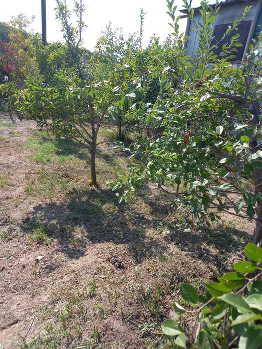 Продам дачный домик с участком в пригороде Алматы