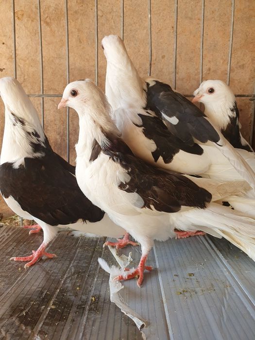 Vând porumbei jucatori