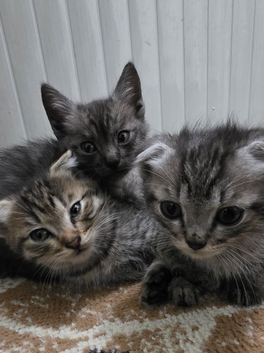 Отдам котят в хорошие руки