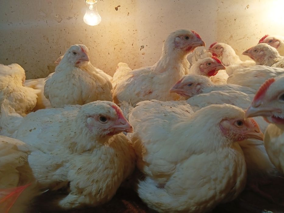 Бройлеры живой вес2000тг сатылады