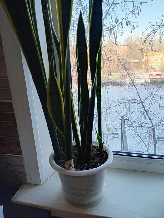 Сансевиерия высота 160