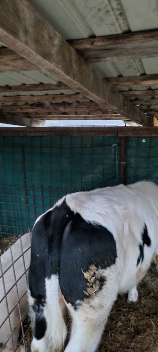 Vând tăuraș  frumos