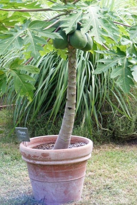 Banan papaya ko'chatlar sotiladi